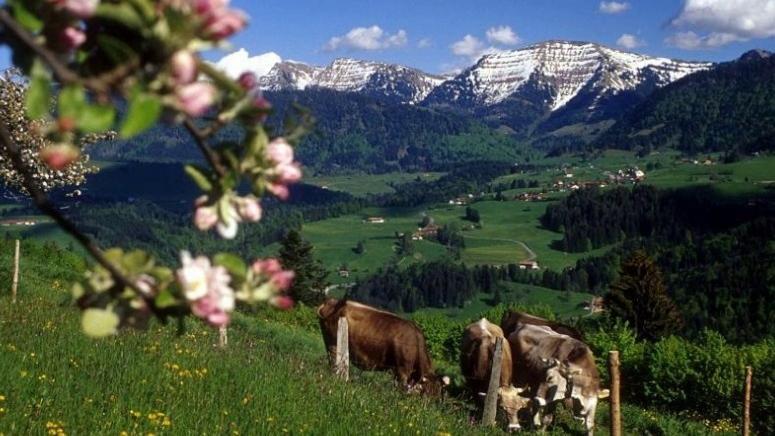 Fewo Alpengloeckchen, Oberstaufen/Steibis Extérieur photo